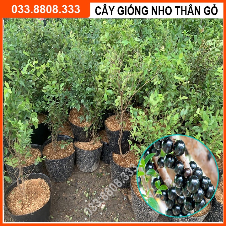 Cây Giống Nho Thân Gỗ Tứ Quý - Cây trồng chậu dễ trồng ra quả quanh năm