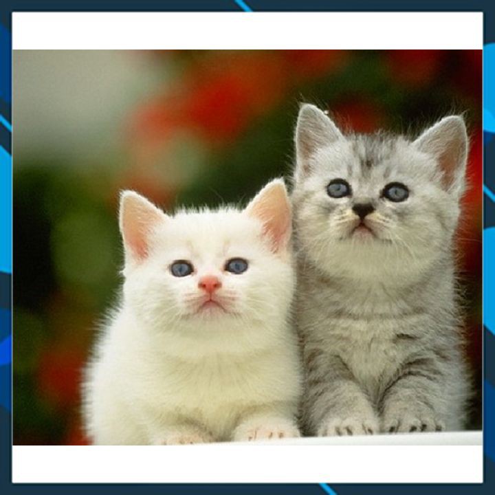 Lon 400g Sữa cho mèo - Dr.Kyan Precaten