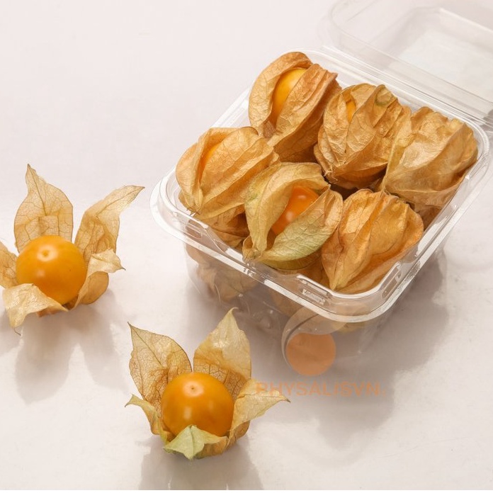 Combo 2 hộp TẦM BÓP (Thù Lù) Nam Mỹ Tươi Nguyên Vỏ 2x100g