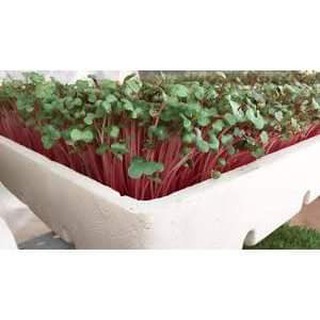 Rau Mầm Củ Cải Đỏ ( kg )