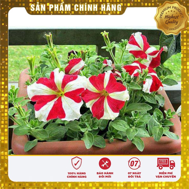 HẠT GIỐNG HOA DẠ YẾN THẢO SỌC F1 MIX (PETUNIA) 50 HẠT