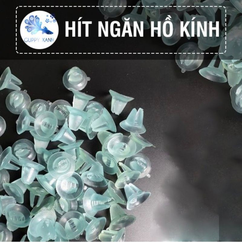 Hít Kính ngăn hồ cá cảnh - GuppyXanh