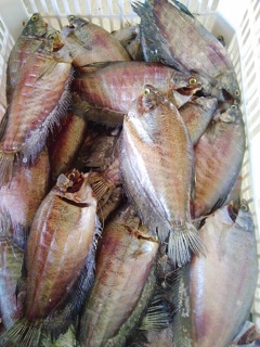 Cá sặc lạt