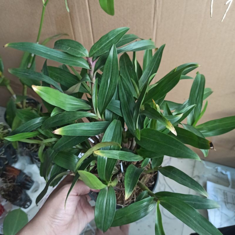 Hoa lan Denro Hibiki