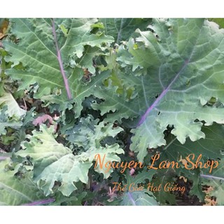 300 HẠT GIỐNG CẢI XOĂN KALE ĐỎ RED RUSIAN