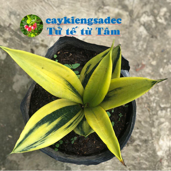 Caykiengsadec cây lưỡi hổ hoàng kim+ tặng  phân bón - hoa kiểng lá - trang trí nội thất cảnh quan ngoài trời sân vườn