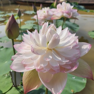 HOA SEN THÁI: SUPER LOTUS