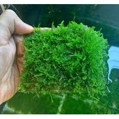 rêu minitaiwan  8x8