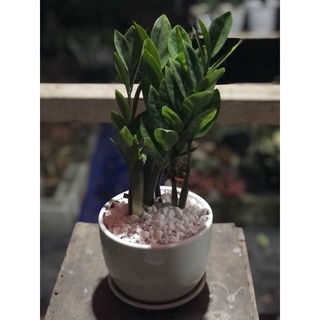 Chậu cây kim tiền