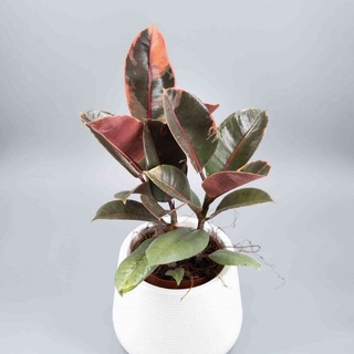 Cây Ficus Tineke Ruby (Cây Đa Cẩm Thạch Ruby) chậu đất nung size nhỏ
