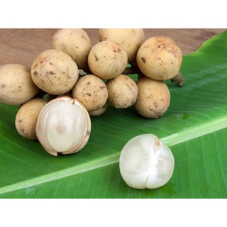 Giống cây bòn bon thái cây to đẹp