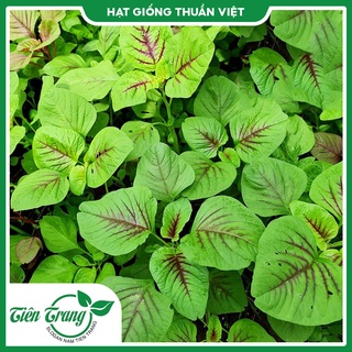 Hạt giống rau dền xanh - dền tía - dền đỏ - dền cơm tn