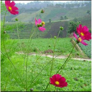 Hạt Giống Hoa Cánh Bướm 100H