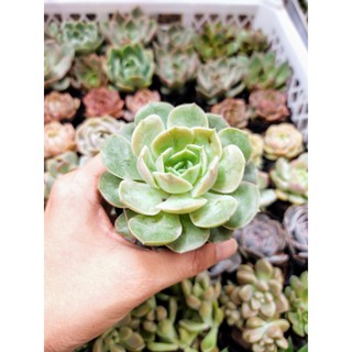 Combo cốc 5 sen đá