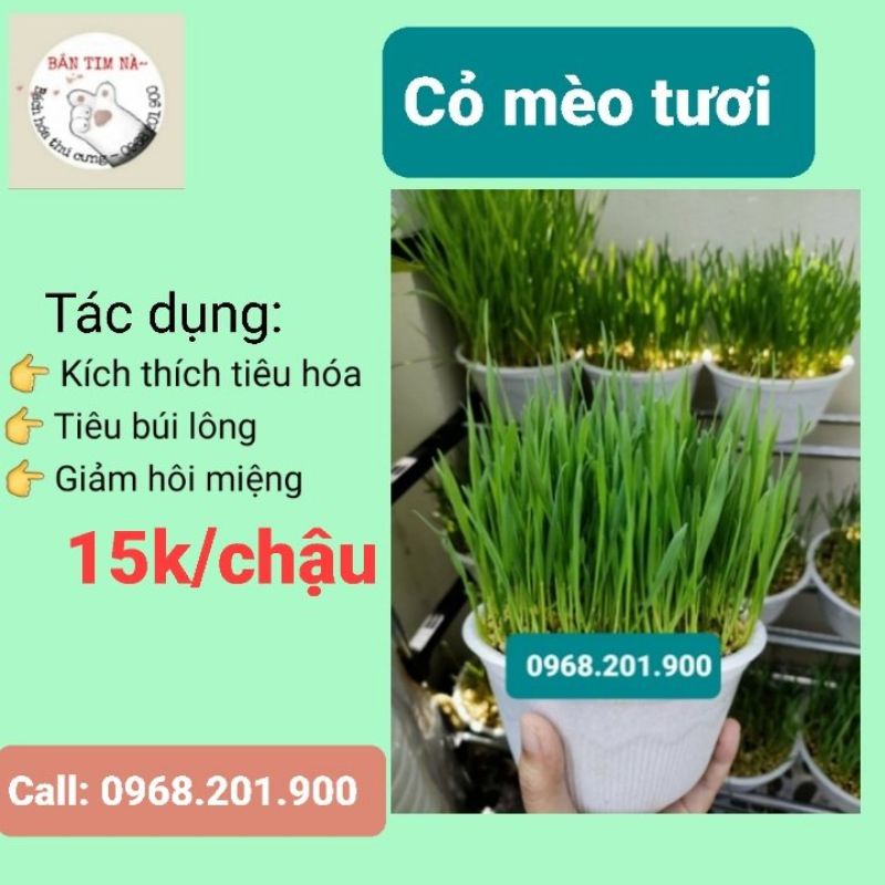 Cỏ Mèo Tươi Trồng Sẵn (Ship Hoả Tốc) - Mpets