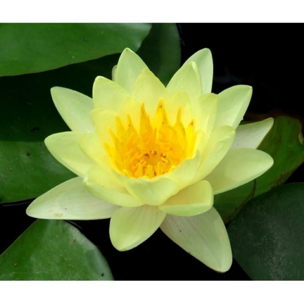 Hạt giống hoa sen Nhật