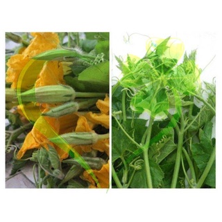 Hạt bí ngọn ăn bông - gói 10 gram