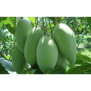Cây Xoài Đài Loan
