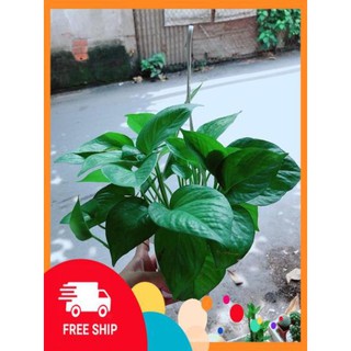 Chậu Trầu Bà Thái