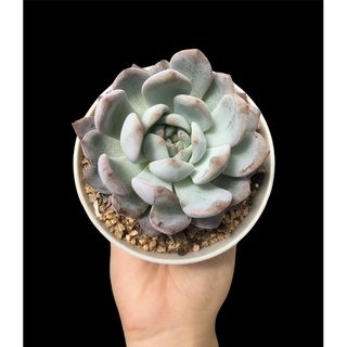 SEN ĐÁ MONROE THUẦN BB GARDEN TRÊN 7CM