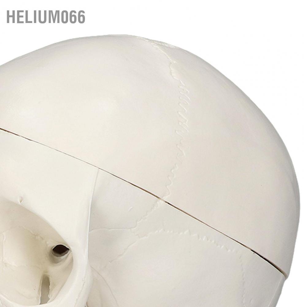 Mô hình đầu lâu Helium066 1:1 giống thật chất liệu PVC mang tính giáo dục
