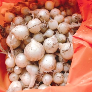 Hành Tăm - Củ Nén quê Quảng Bình 500gr