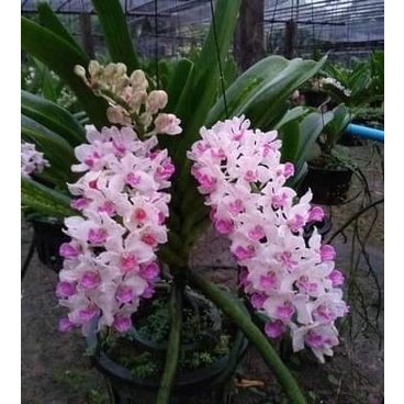 HOA LAN NGỌC ĐIỂM LÁ KIẾM