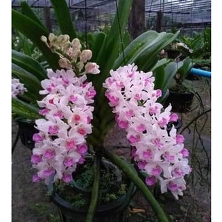 Hoa lan ngọc điểm lá kiếm