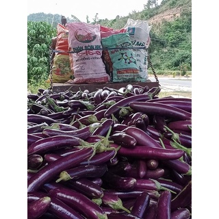 Cà tím 1kg