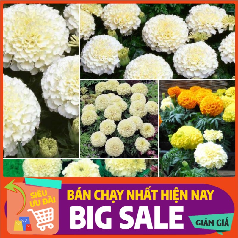 Hạt Giống Hoa Cúc Vạn Thọ Kim Tinh Mỹ F1 - 50 hạt