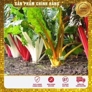 HẠT GIỐNG CẢI CẦU VỒNG ( 30 hạt)