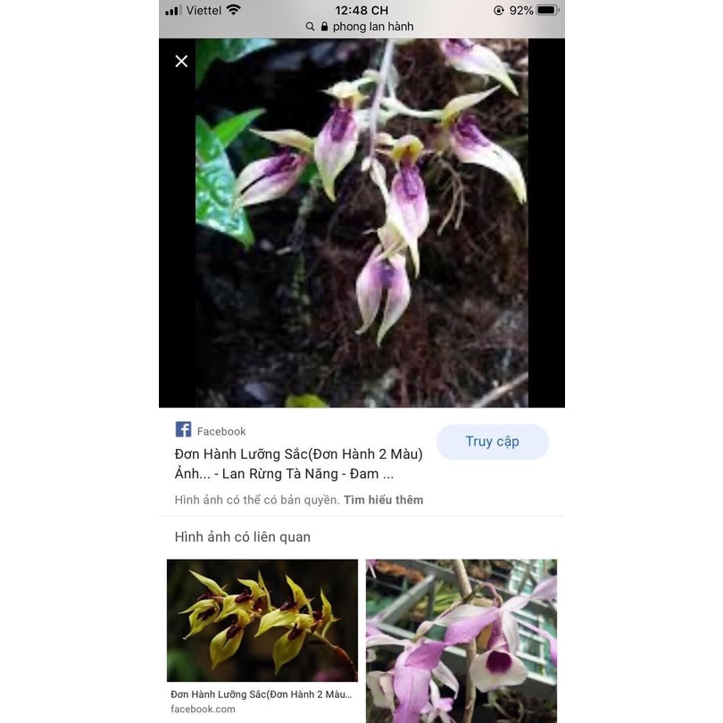 Hoa Lan đơn hành HOA TẾT