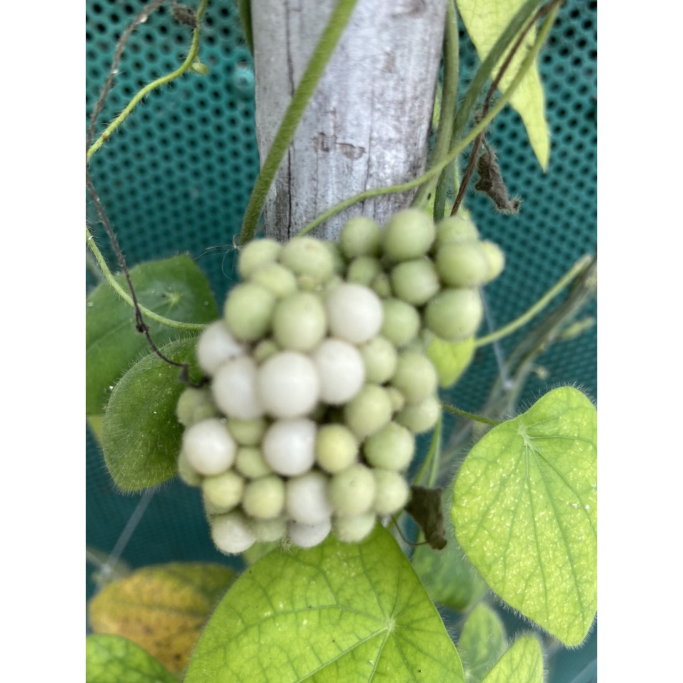 Hạt Giống Lá Sương Sâm Trơn