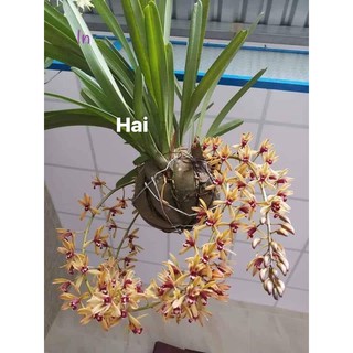 Combo 10 địa lan ( lan kiếm rừng lá cứng ) đủ 10 mặt hoa