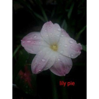01 củ huệ mưa Lily pie
