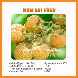 Hạt Giống Quả Mâm Xôi Vàng (Phúc Bồn Tử) - 30 Hạt