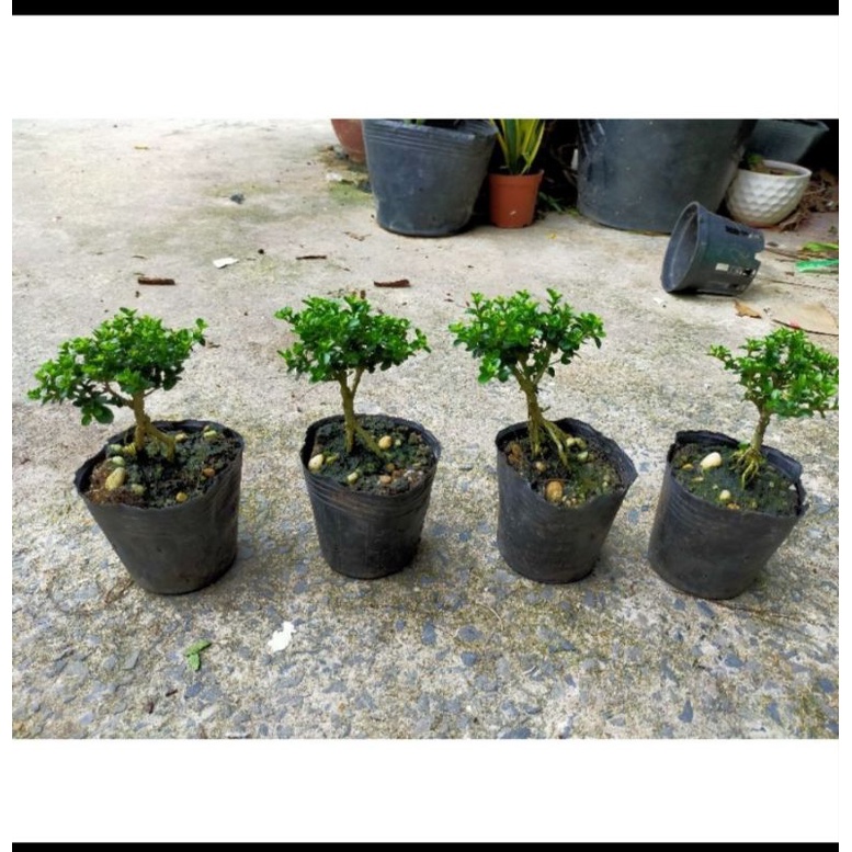 Cây Sam Hương, mai chiếu thủy  trang trí tiểu cảnh, bon sai.....cây dưới 15cm