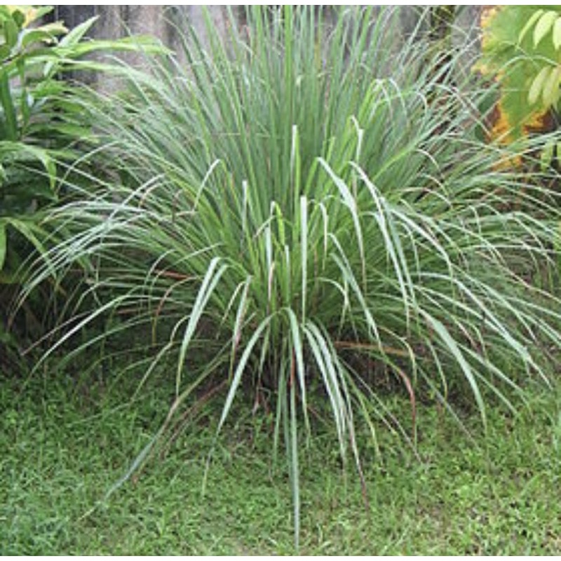 Sả cây tươi Củ Chi