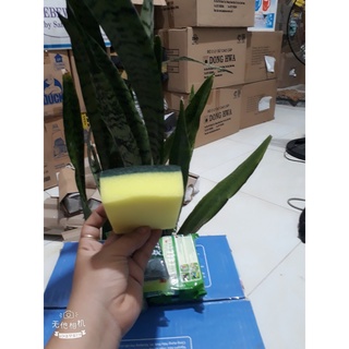 Miếng rửa chén Scotch-Brite 2 lớp cước 2 công dụng.