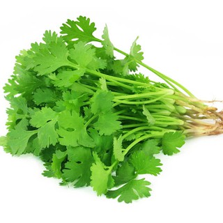 20gr - HẠT GIỐNG RAU NGÒ RÍ