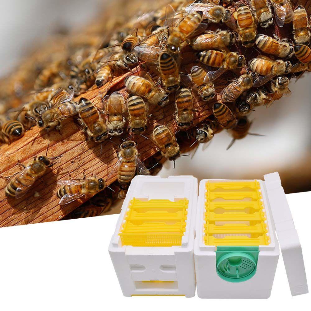 Hộp Nuôi Ong Chúa Bằng Xốp Chuyên Dụng