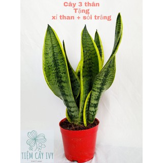 Cây lưỡi hổ viền vàng để bàn 3 cây cao 30cm trồng chậu cực đẹp tặng sỏi trang trí, xỉ than lót chậu