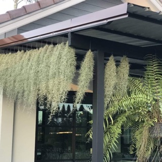 Cây không khí tóc tiên chùm bự