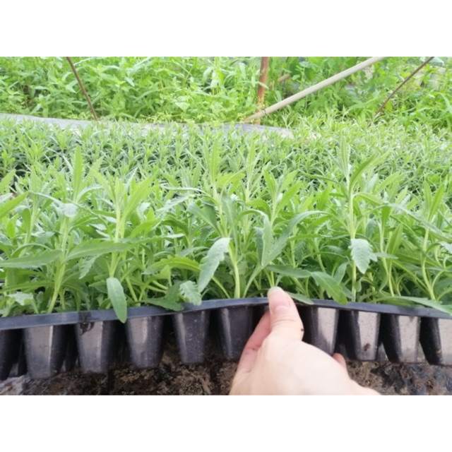 10 cây oải hương (lavender) giống