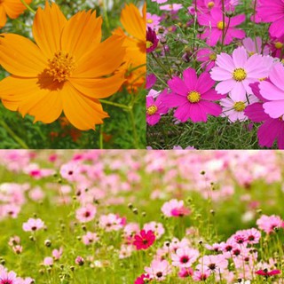 Hạt giống hoa cánh bướm