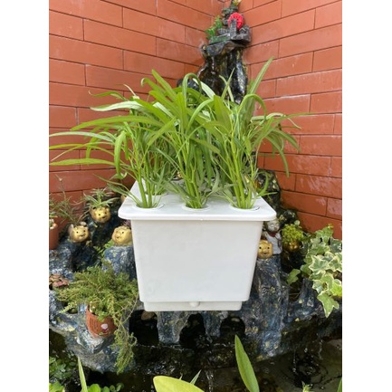 Thùng nhựa thủy canh tĩnh trồng rau ăn lá