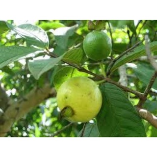 (VHST - GIAO TP.HCM 1-5H) Cây ỔI XÁ LỊ (có nơi gọi là Ổi Sẻ) đang trái.