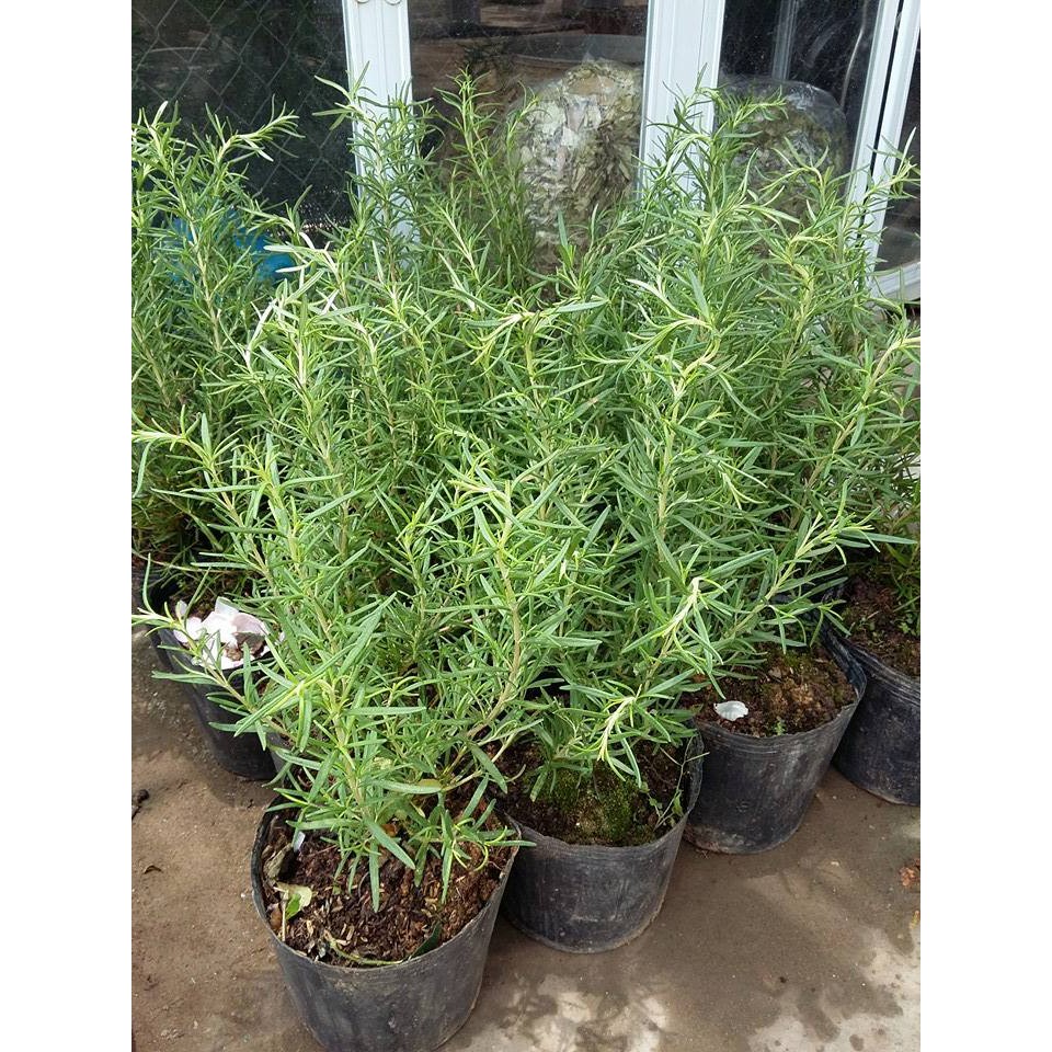 Hạt giống cỏ xạ hương F1 ( thyme) gói 30 hạt hàng nhập khẩu từ mỹ chính hãng