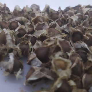 Hạt chùm ngây