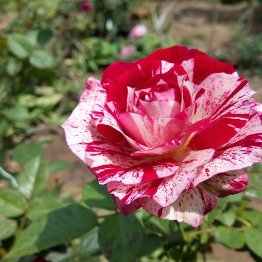 Cây giống hoa hồng Julio kích thước ( 45-60cm) có bầu đất, hoa màu đỏ sọc đẹp sản xuất tại Lafa Garden